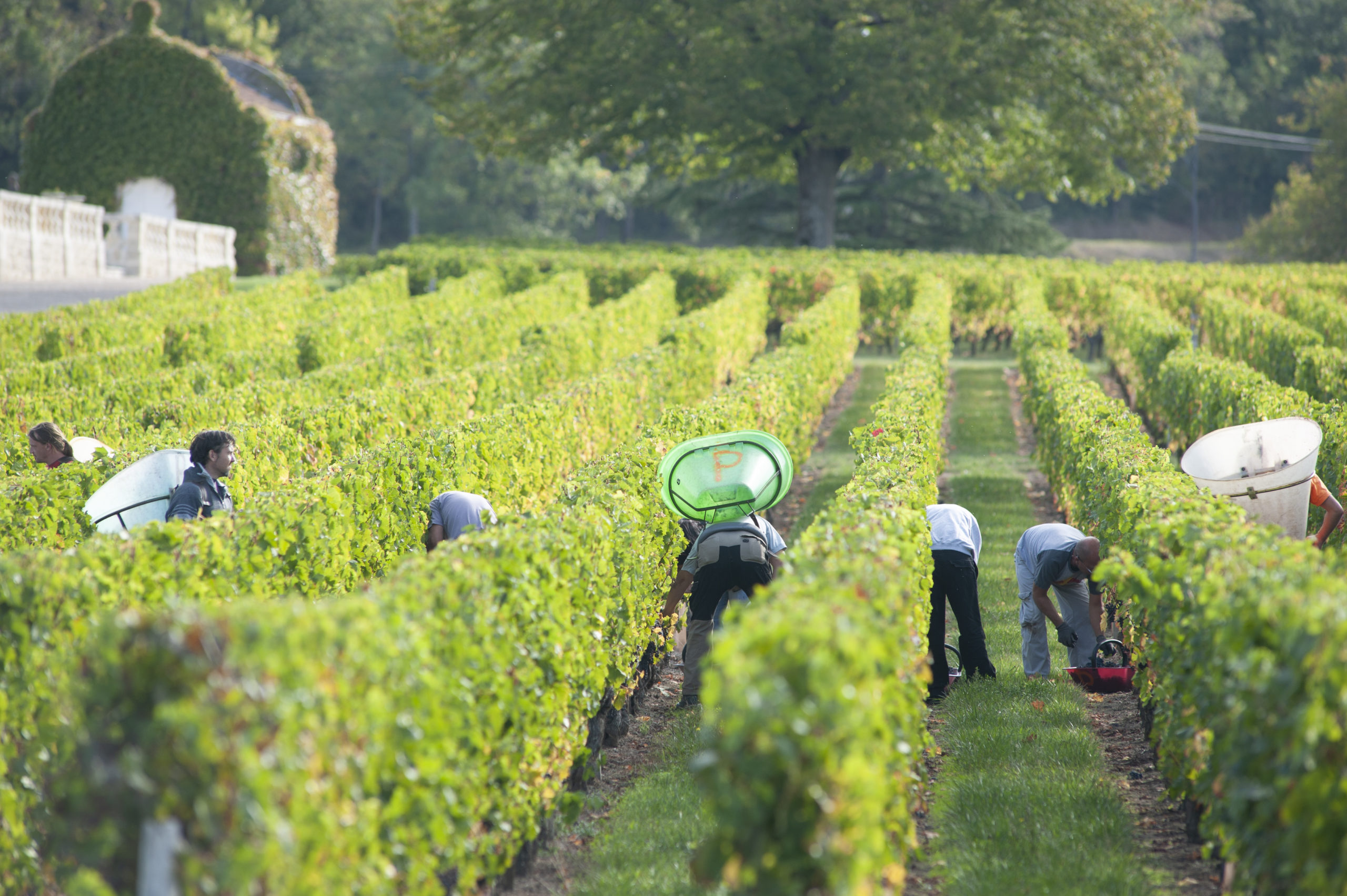 Photo millésime 2018