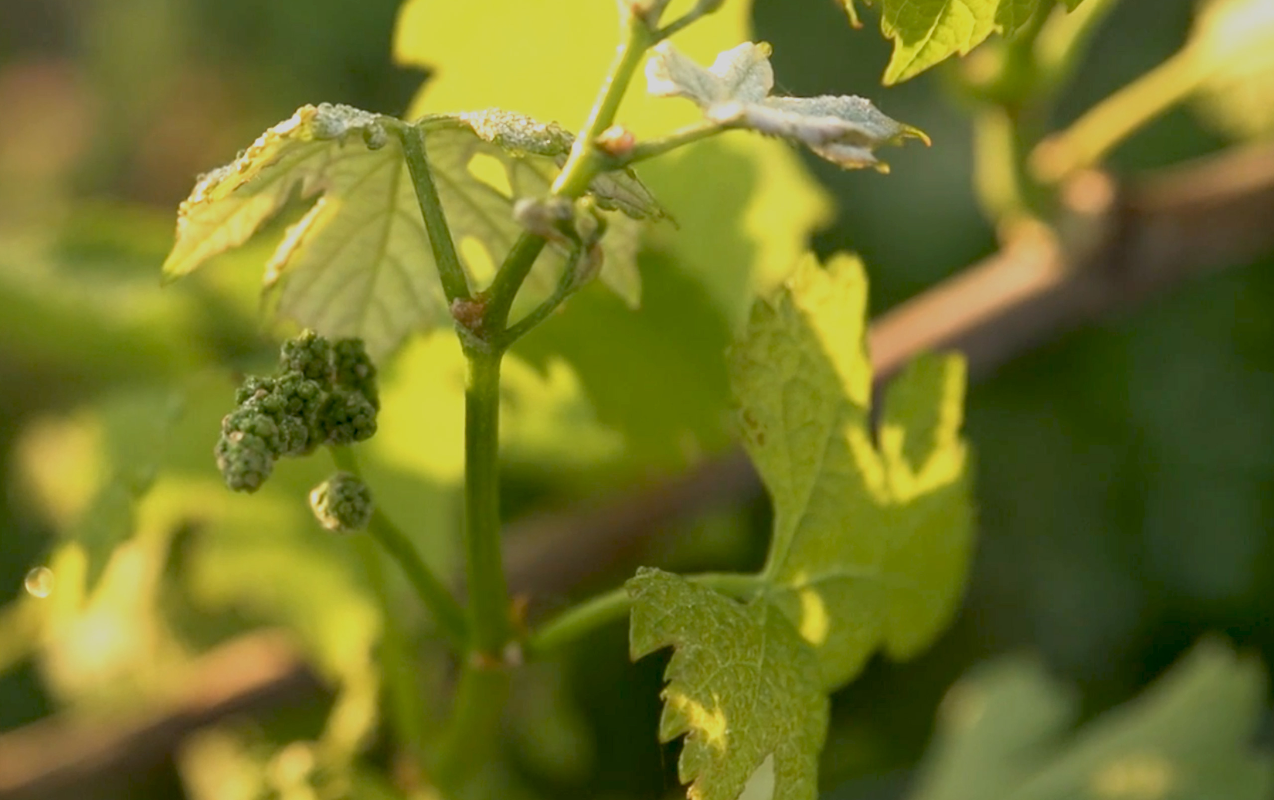 Photo millésime 2015