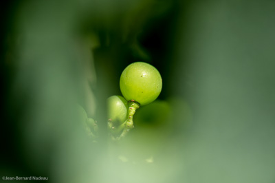 Photo millésime 1995