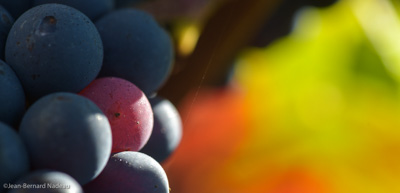 Photo millésime 1987