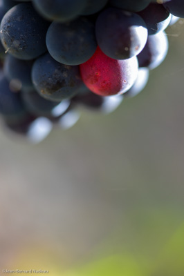 Photo millésime 2000