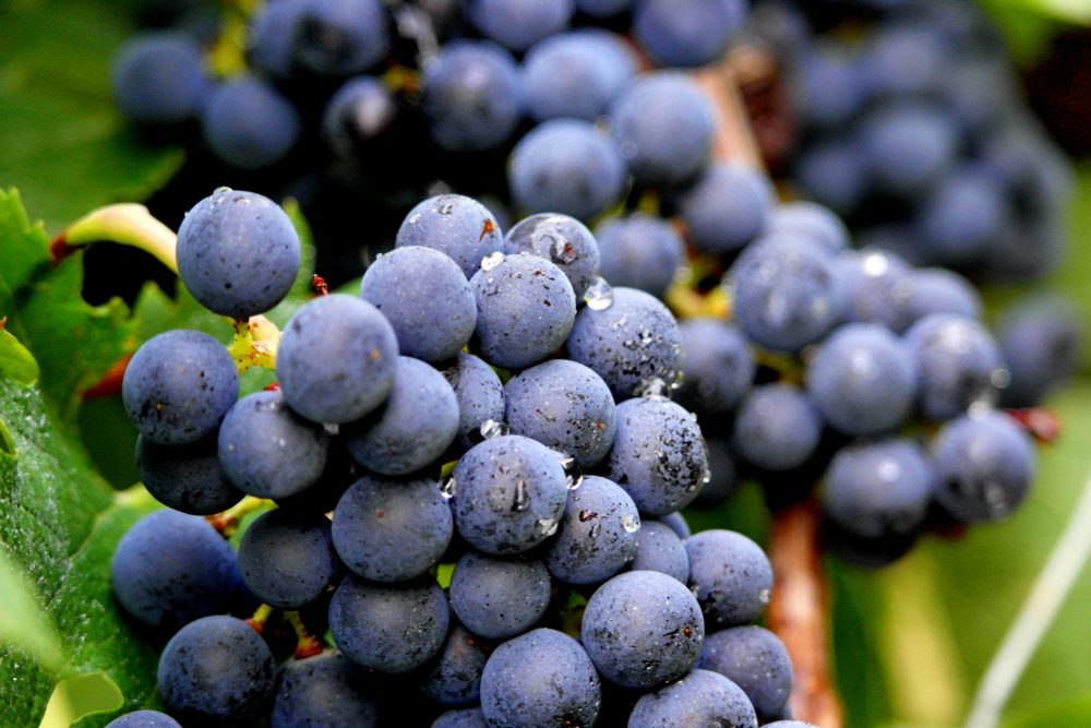 Photo millésime 1994