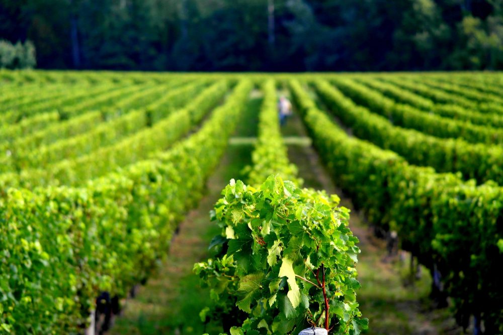 Photo millésime 1990