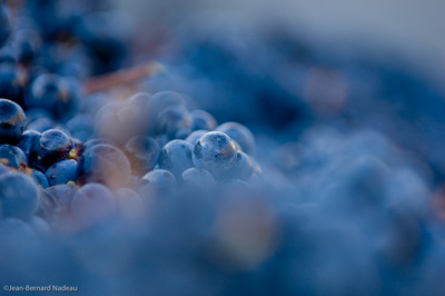 Photo millésime 2003