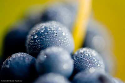 Photo millésime 2016