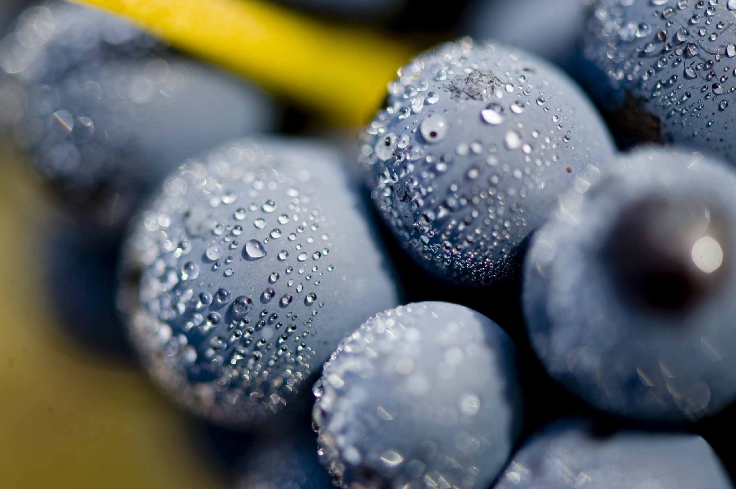 Photo millésime 2021