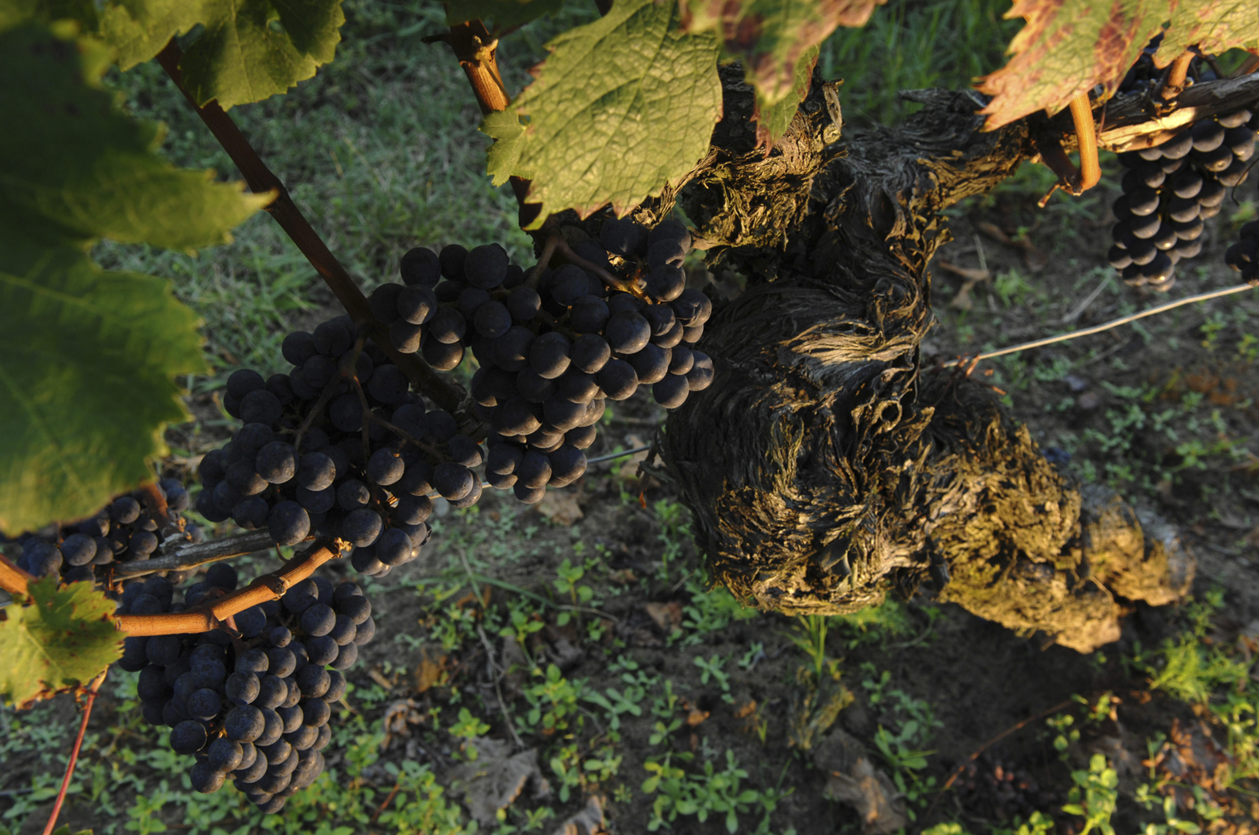 Photo millésime 2019