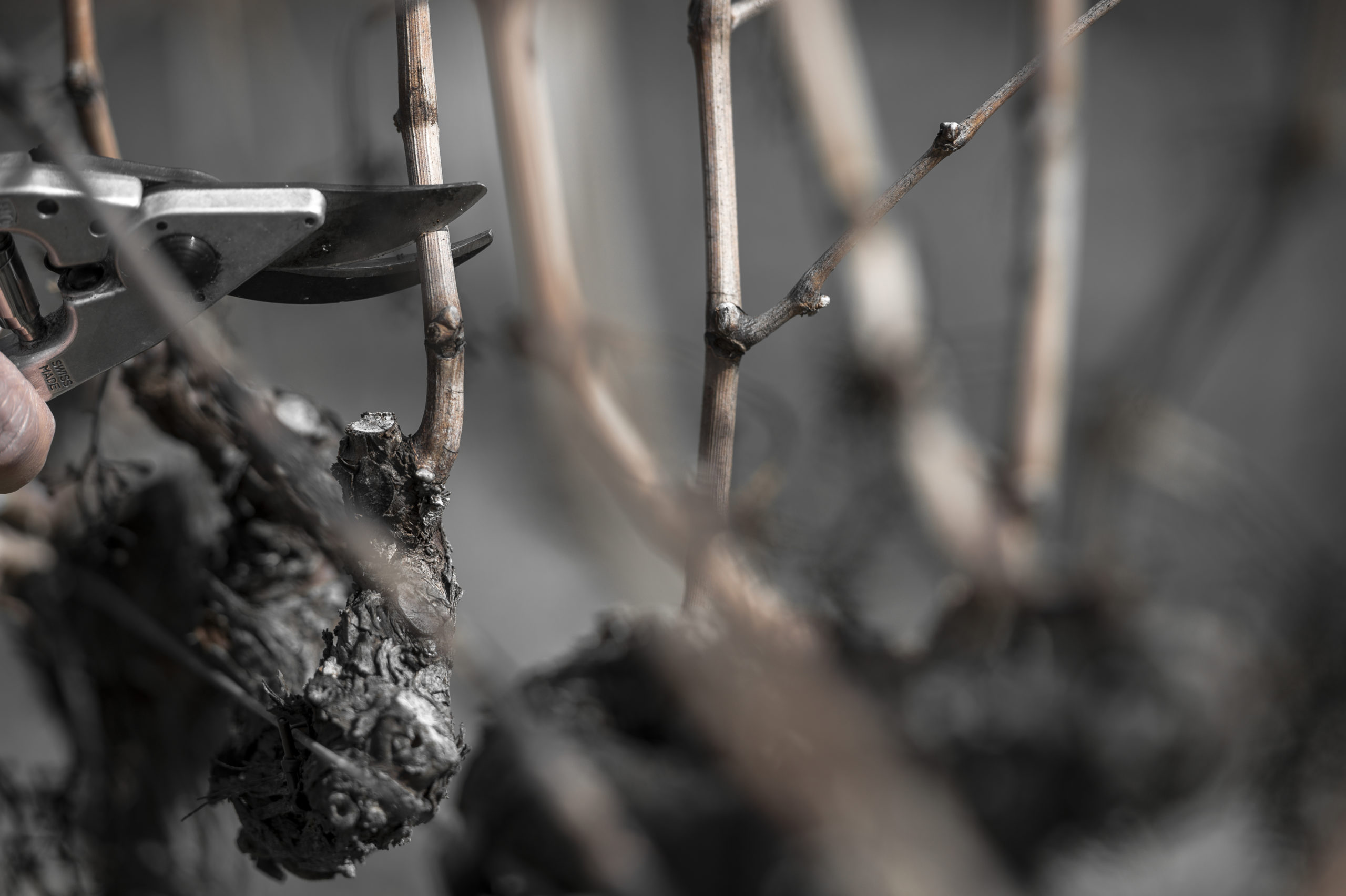 Photo millésime 2020