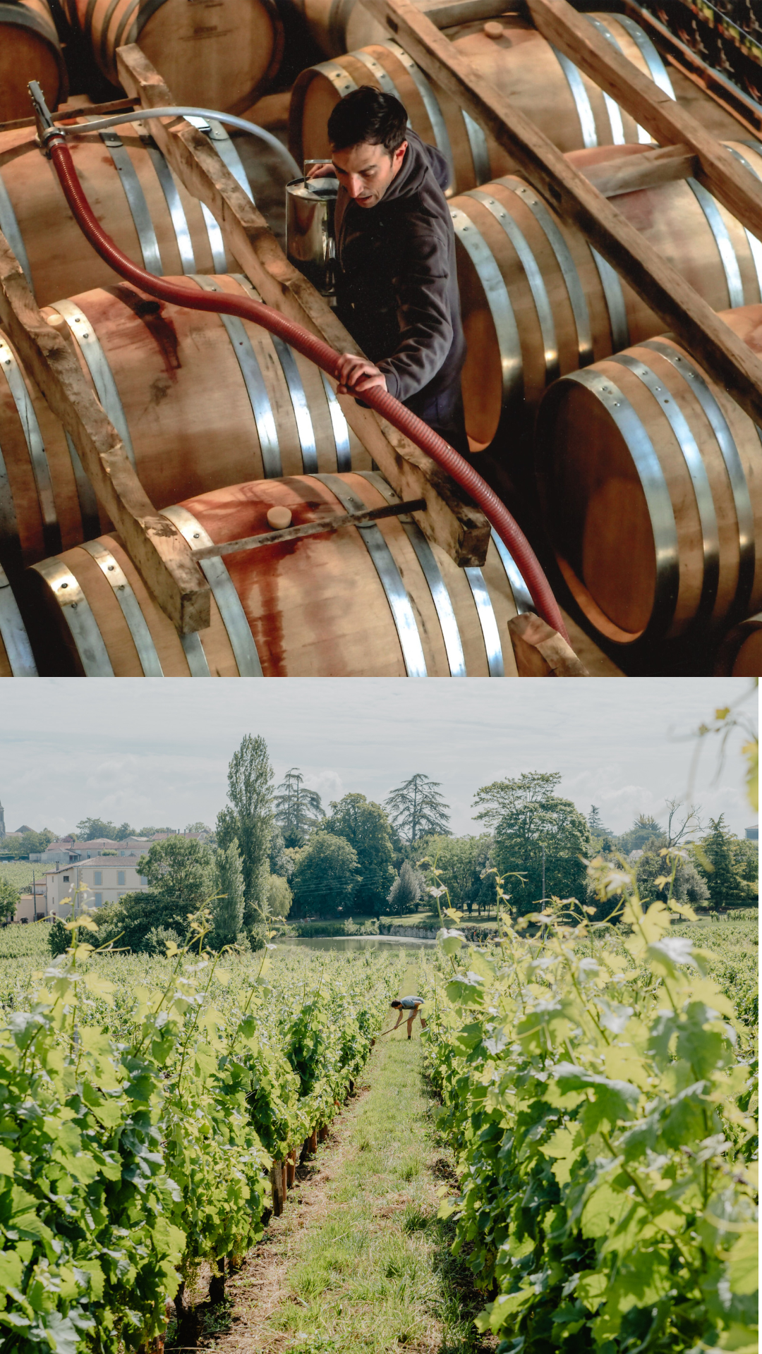 Chai et vignes du château des Laudes