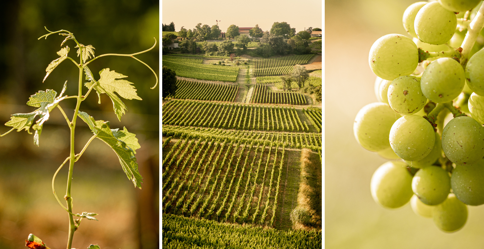 l'environnement faure et flore des vignobles de saint-emilion