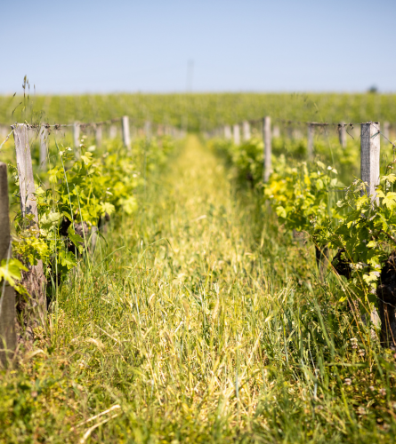 Saint-Emilion vignoble engagé pour l'environnement